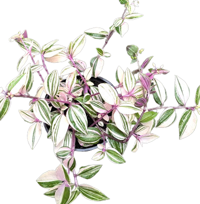 Tradescantia Tricolor